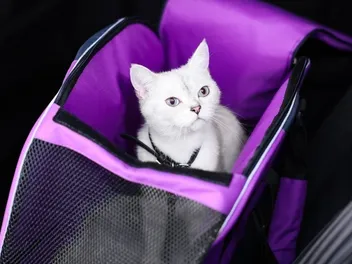10 Best Cat Carriers in 2026 - Reviews & Top Picks