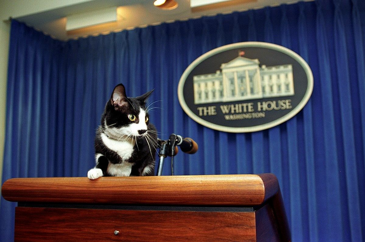 Socks the Cat Explores