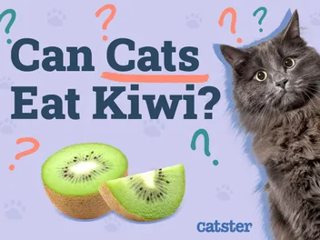 Can Cats Eat Kiwi? Vet-Verified Facts & FAQ