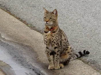 What Do Savannah Cats Eat? Vet-Approved Nutritional Science & Information