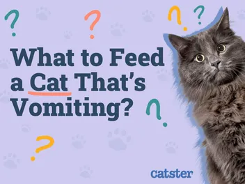 What to Feed a Cat That's Vomiting: Foods to Help Care for Your Kitty