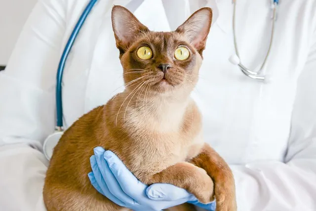 Hepatitis in Cats: Vet Explained Signs, Causes, & Care