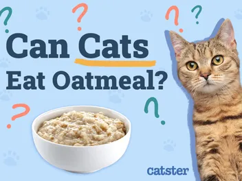 Can Cats Eat Oatmeal? Vet-Reviewed Facts & Considerations