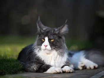 What Breed Is My Tuxedo Cat? 9 Common Types (With Pictures)
