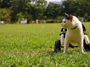 8 Amazing DIY Cat Wheelchair Plans You Can Build at Home (With Pictures)
