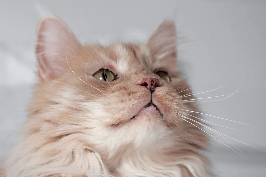 Dilutted orange Maine Coon with nose spots