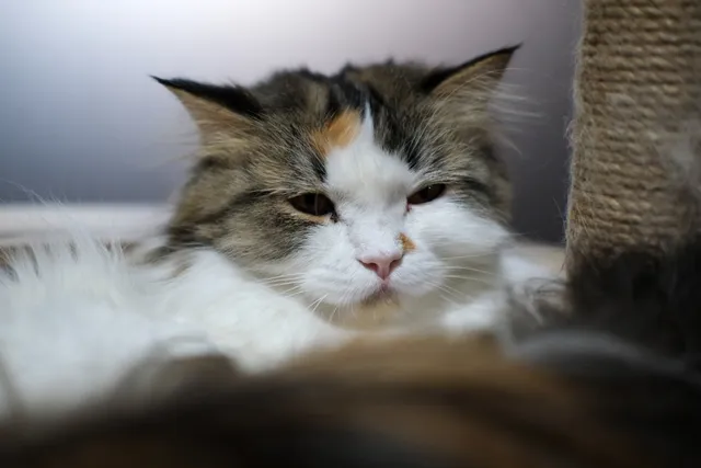 Scottish Fold Maine Coon Cat Mix: Info, Pictures, Temperament & Traits
