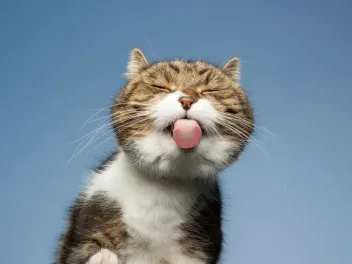 7 Vet-Verified Feline Facial Expressions that Kill Me Every Time (With Pictures)