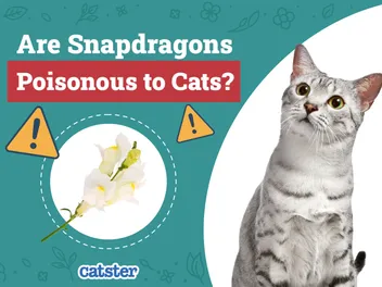 Are Snapdragons Poisonous to Cats? Vet-Verified Houseplant Safety
