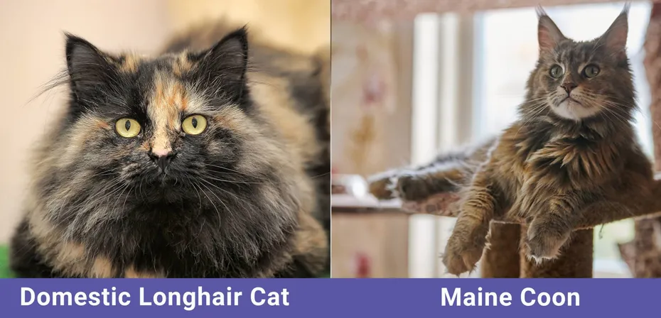 side by side Domestic Longhair Cat VS Maine Coon