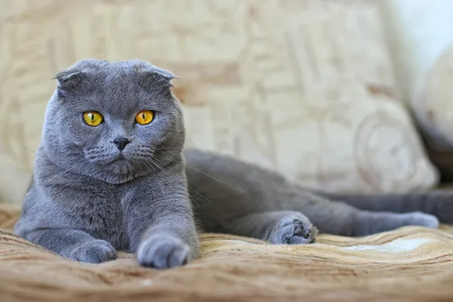 Blue Scottish Fold: Info, Pictures, History & Facts