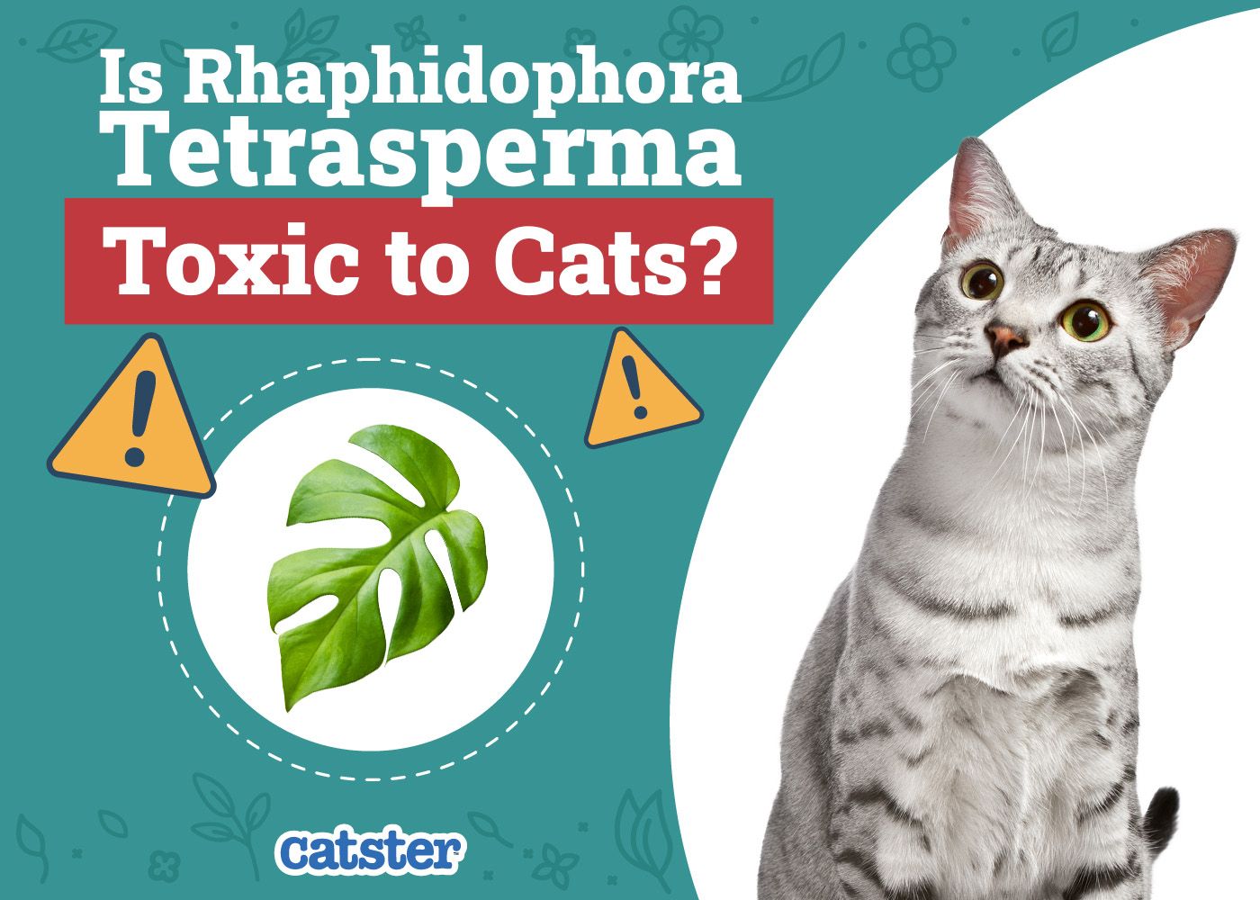 Is Rhaphidophora Tetrasperma Toxic to Cats? Precautions & Risks