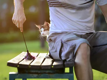Why Does My Cat Sit Behind Me? 4 Possible Reasons & Vet-Verified FAQ