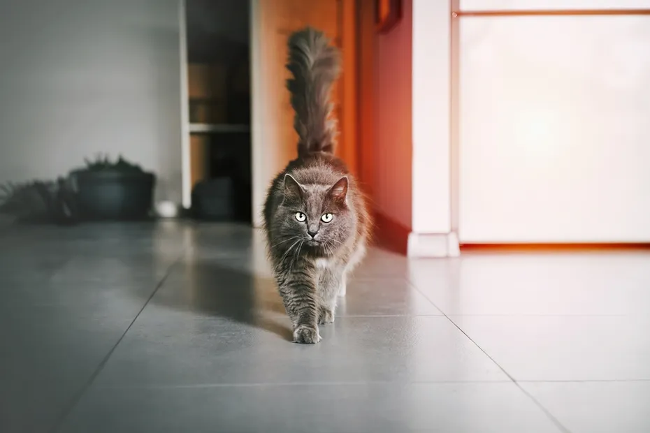 grey cat looks into a camera