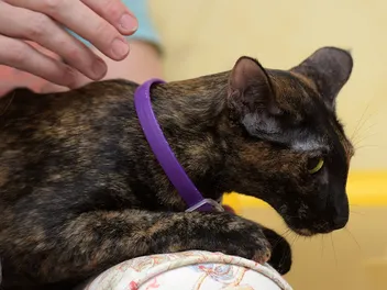 Do Flea Collars Work on Cats? Vet-Approved Facts & FAQ
