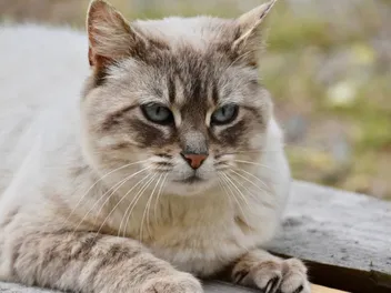 How Long Are Cats in Heat? Vet Reviewed Facts & Info