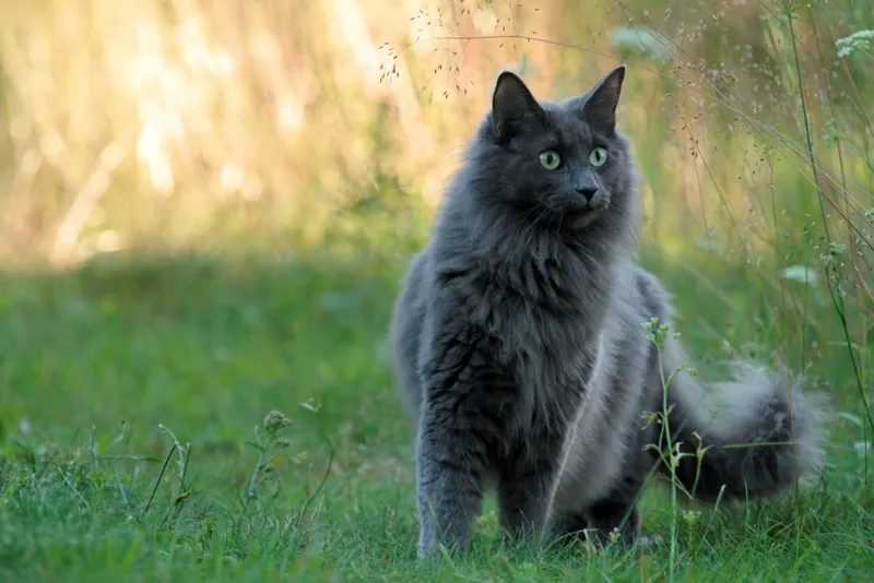 blue grey norwegian forest cat outdoor