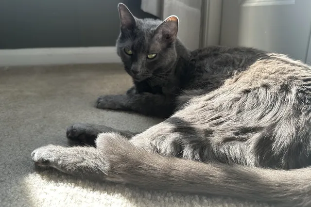 Is Your Cat an Old Soul? Olga’s Calm Nature