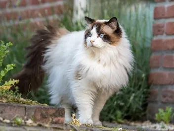 Can Ragdoll Cats Go Outside? Vet-Verified Info & Roaming Tips