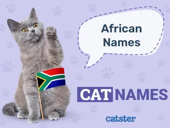 145 African Cat Names: Great Ideas for Your Beautiful Cat