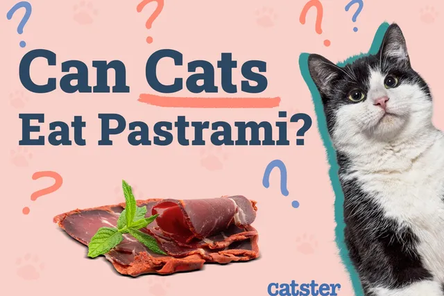 Can Cats Eat Pastrami? Health Advice & Alternatives