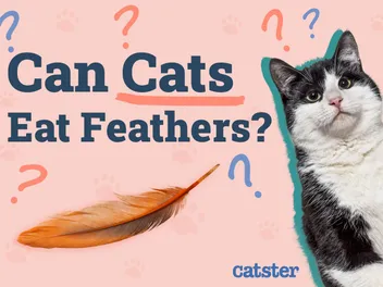 Can Cats Eat Feathers? Vet-Reviewed Risks & Precautions