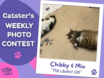 Catster’s Weekly Photo Contest Winners: The Laziest Cat (July 20, 2026)