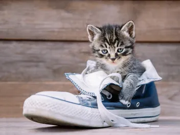 How to Get Cat Urine Smells & Stains Out of Shoes: 4 Simple Tips