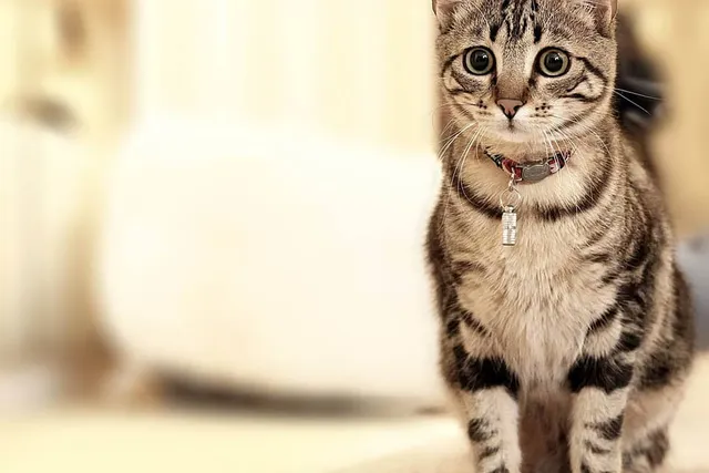 How to Teach a Cat to Sit: Step-by-Step Guide
