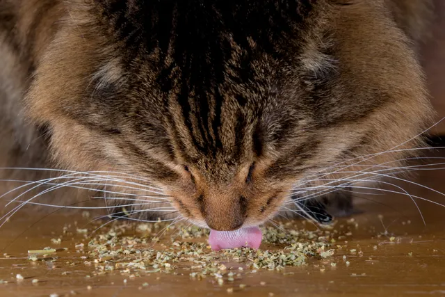 Your Cat Doesn't Like Catnip? 6 Vet-Approved Alternatives
