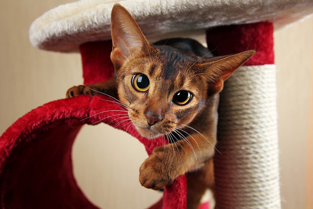 abyssinian cat playing in the cat tree