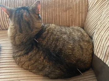 Feline Fine: How Acupuncture Works, Part Three