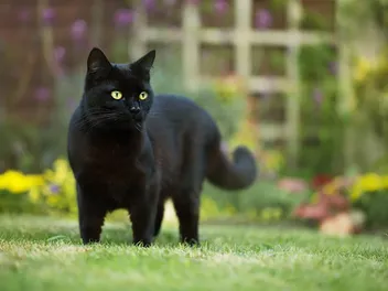Can You Keep a Cat Outdoors Safely? Vet-Reviewed Safety Tips & Precautions
