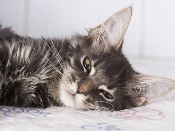Blood Clots in Cats (Aortic Thromboembolism) – Vet Answer on Causes, Symptoms & Care