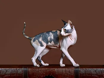 Calico Sphynx Cat: Info, Pictures, Care & Facts