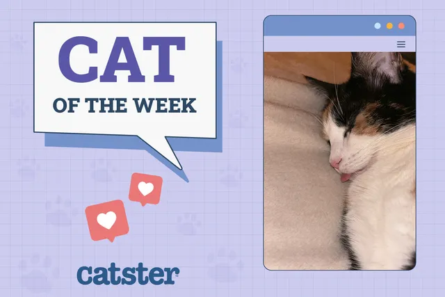 Catster Photo Contest: Cats of the Week Winners (May 29, 2025)