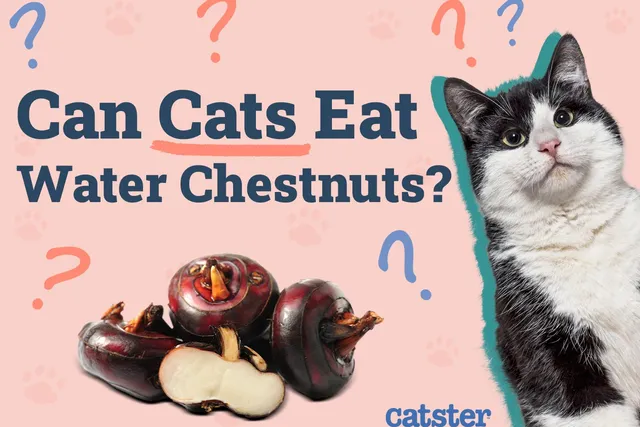 Can Cats Eat Water Chestnuts? Vet-Approved Nutrition Facts & FAQ