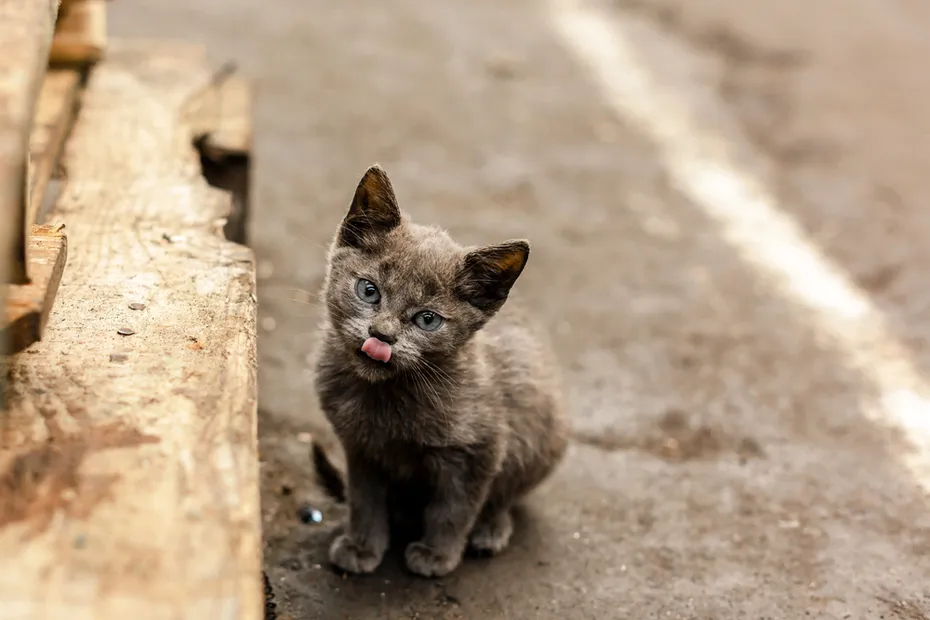 Small gray stray kitten sitting on the street