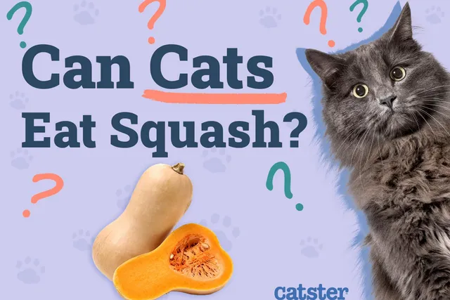 Can Cats Eat Squash? Vet-Verified Nutrition Facts & FAQ