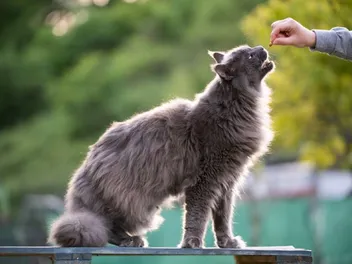 9 Best Vitamins for Cats in 2026 - Reviews & Top Picks