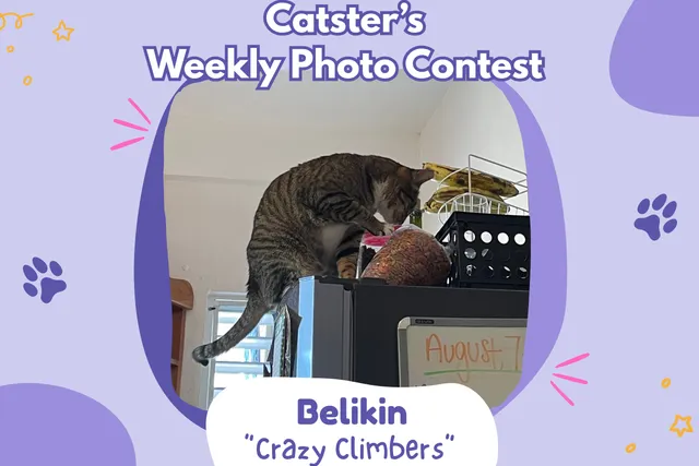 Catster’s Weekly Photo Contest Winners: Crazy Climbers (March 19, 2026)