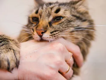 Why Is My Cat Biting Me All of a Sudden? 8 Possible Reasons (Vet Verified)