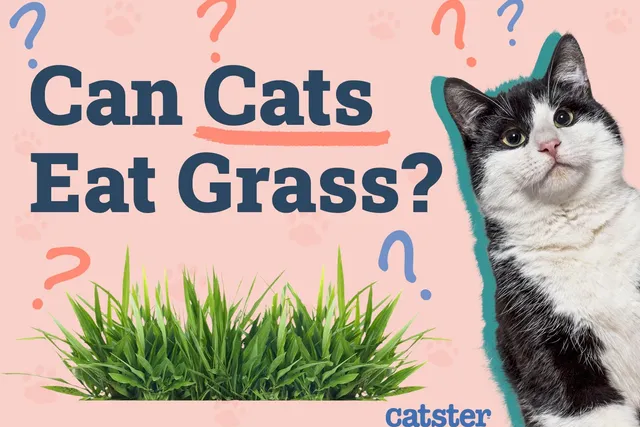Can Cats Eat Grass? Vet Approved Info & Facts