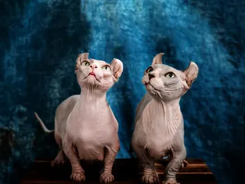 Dwelf Cat: Info, Pictures, Temperament & Traits