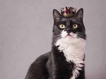 National Tuxedo Cat Day 2026: How & When It Is Celebrated