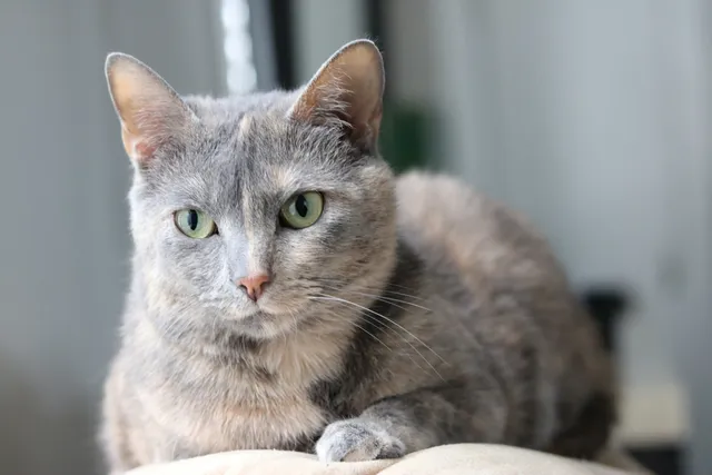Dilute Tortie: Cat Guide & 6 Interesting Facts (With Pictures)