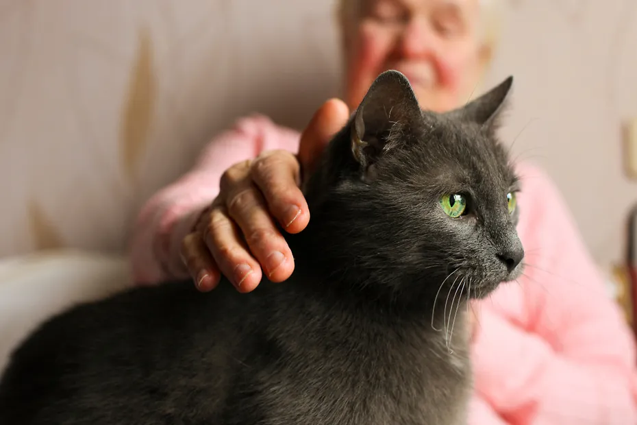 Big raas cat sitting on elderly woman's lap