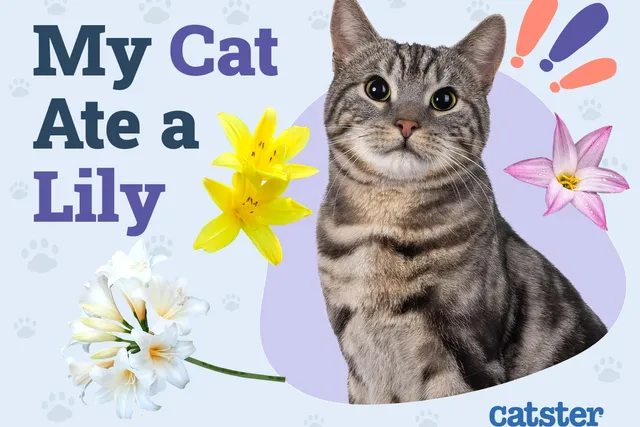 My Cat Ate a Lily: Is It Dangerous? Vet Reviewed Signs & Treatments