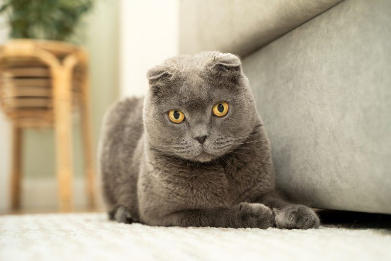 How Much Does a Scottish Fold Cost in 2026? Updated Price Guide