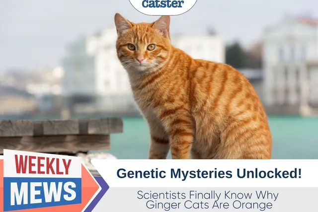 Scientists Finally Know Why Ginger Cats Are Orange: Genetic Mysteries Unlocked